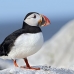 puffin_atlantic_msi_h_0561_can1589.jpg